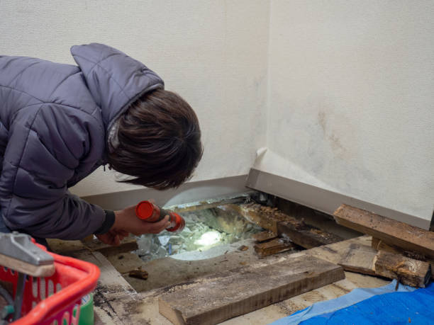 Professional Mold Removal in North Branch, MN