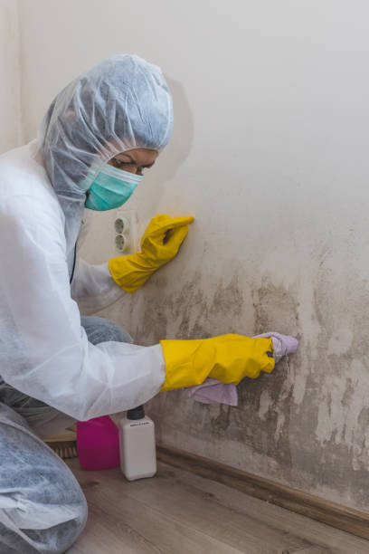 Best Mold Remediation for Healthcare Facilities  in North Branch, MN