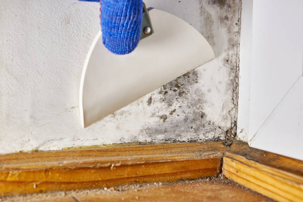 Best Commercial Mold Inspection  in North Branch, MN