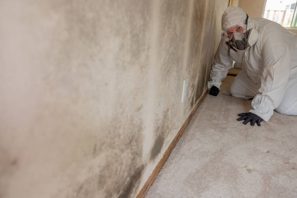 Best Crawl Space Mold Remediation  in North Branch, MN
